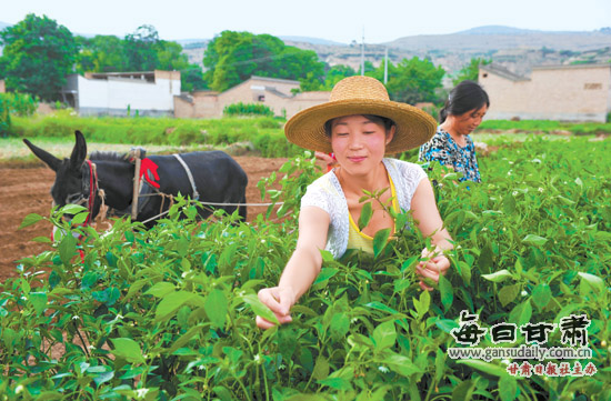 女大学生村官：李芬霞