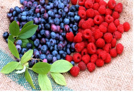 全国树莓蓝莓产业研讨会在尚志举行