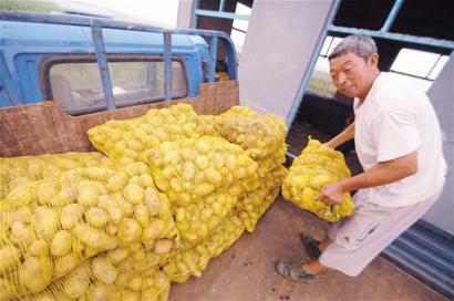 青岛农民捐自家种4万斤土豆