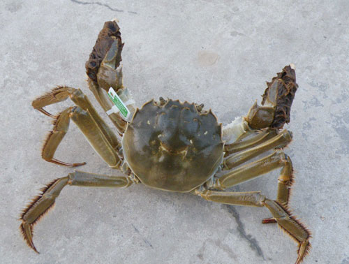 水产养殖贴士:如何防止河蟹出现“弹簧腿”