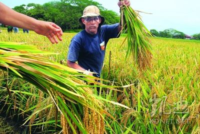 谷物价格飙涨致粮食危机可能性大增