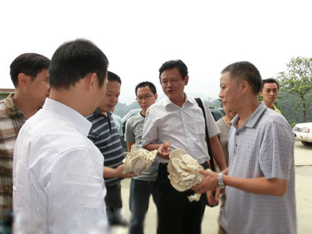 绿色食品