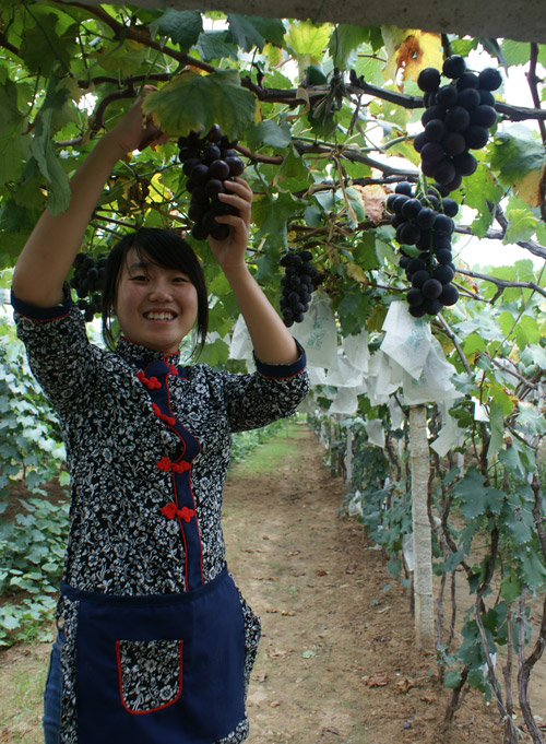 大泽山葡萄熟了，果农正在采摘葡萄