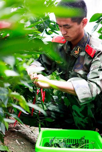 警营农副业忙收获