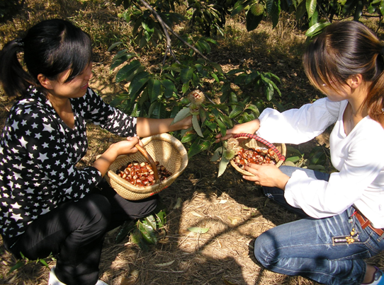 2012黄山板栗采摘节